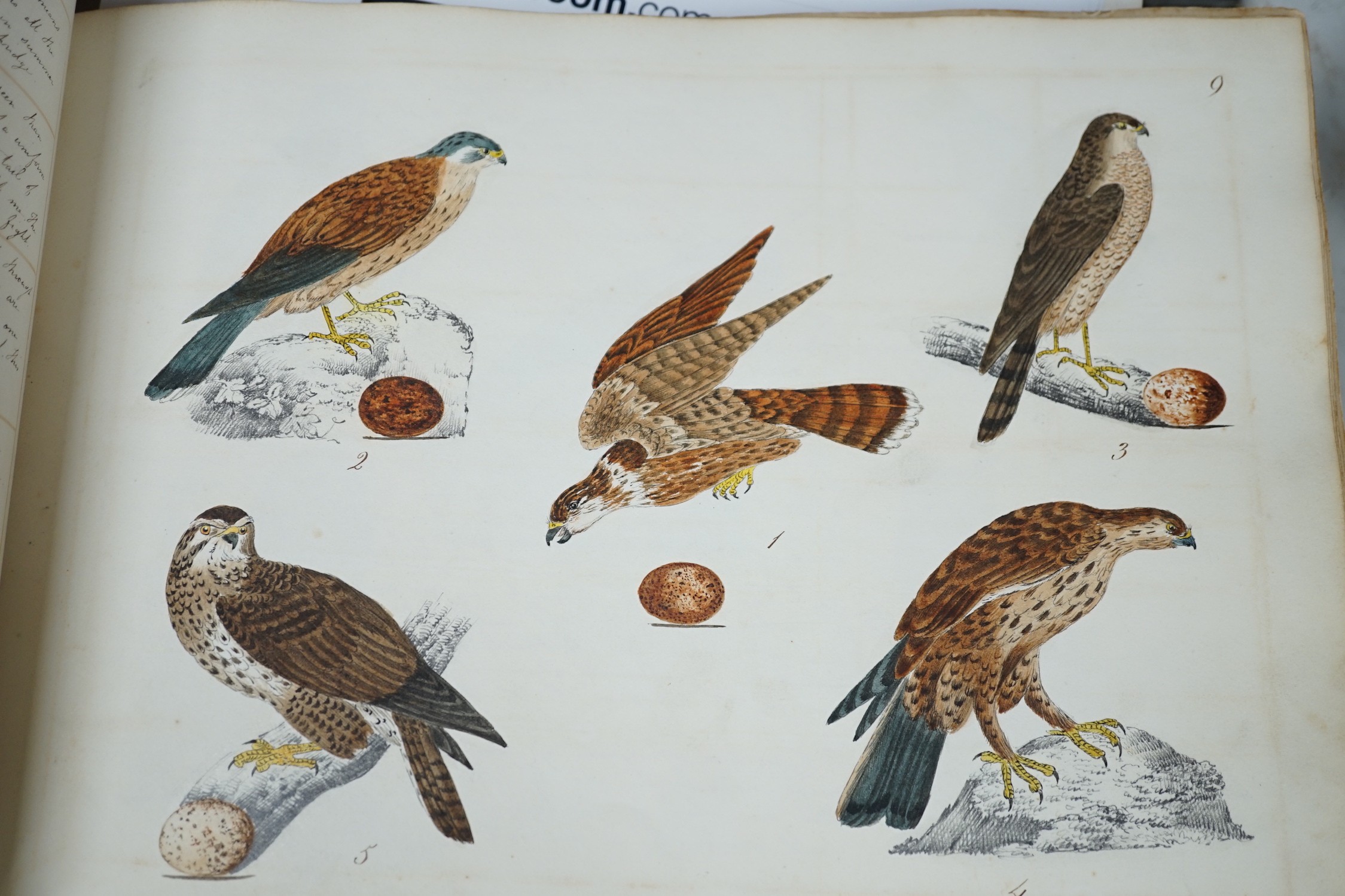 An early 19th century sketch book - wild birds and flowers, all indexed and described